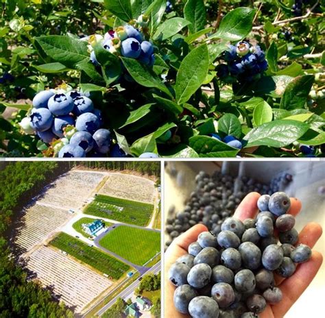 Blueberry picking near me - There is a Strawberry Bash coming up Feb. 26-27 that includes U-pick access (they supply the baskets), and a Blueberry Festival is coming April 8-19 and April 15-16.